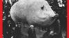 37 Wonderfully Weird Old Photos That Show Just How Much We Ve Changed