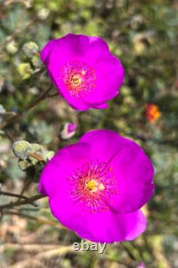 GEORGES BRIARD SET 8 X 3 3/8 TALL BLUE & GOLD DOUBLE OLD-FASHIONED GLASSES mcm