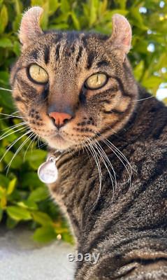 GEORGES BRIARD SET 8 X 3 3/8 TALL BLUE & GOLD DOUBLE OLD-FASHIONED GLASSES mcm