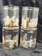 Georges Briard Set Of 4 Double Old Fashioned Cat Glasses Gold Frosted